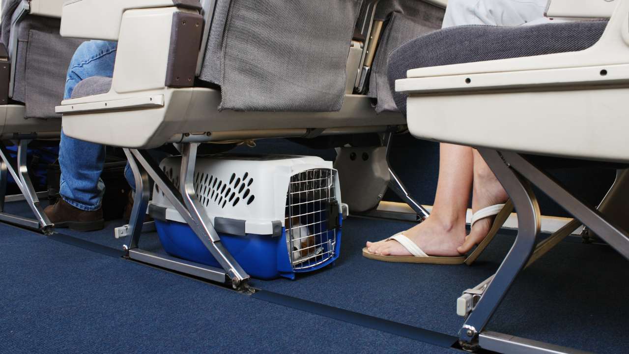 air france travel with dog