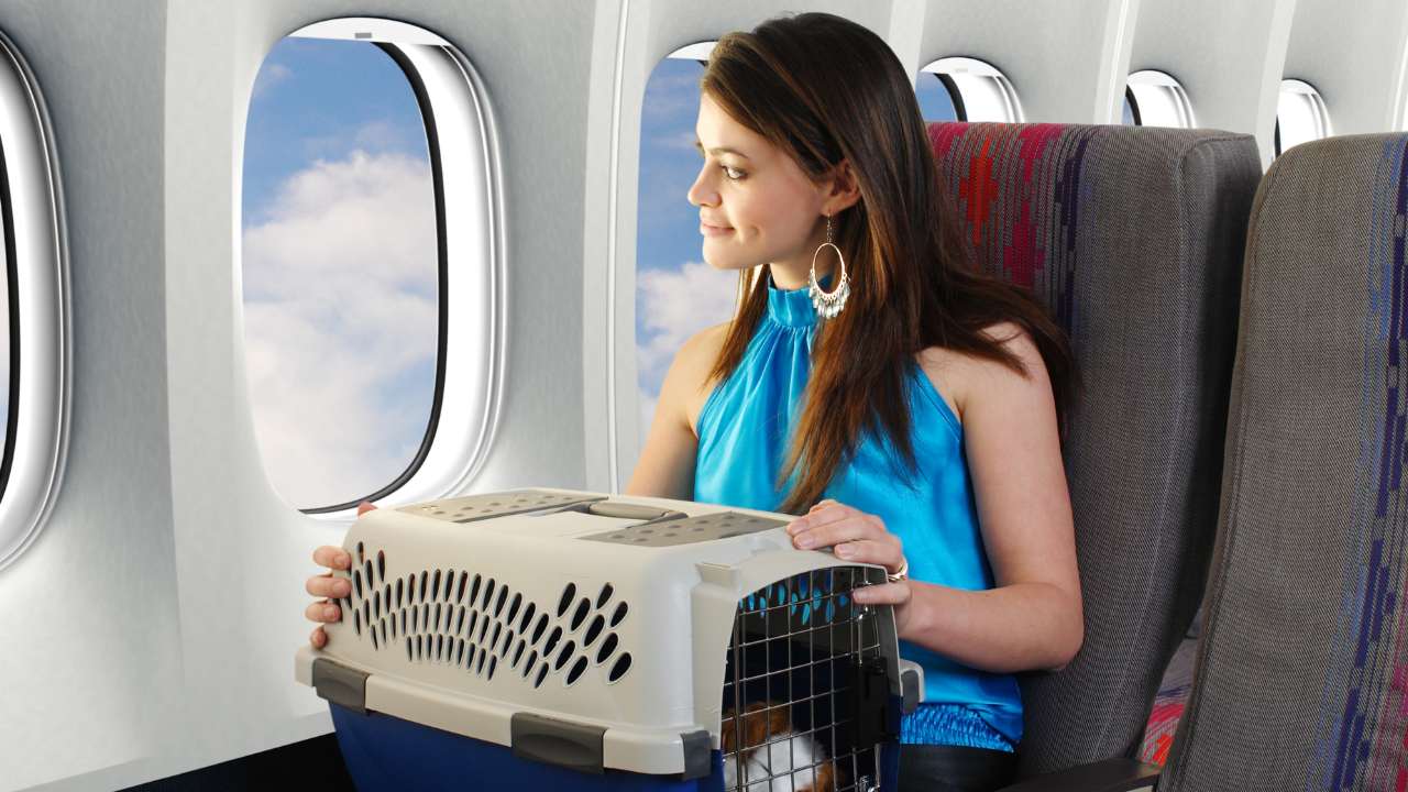 air france travel with dog